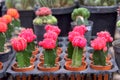 cactus with pink flower plants