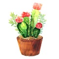 Cactus with pink flower, succulent in pod, tropical blossom cactus species, flowering green house plant, flowers design