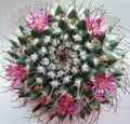 Cactus with pink flowers. Royalty Free Stock Photo