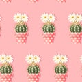 Cactus with pink flowers on the light background