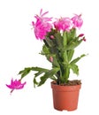 Cactus with pink flowers in pot Royalty Free Stock Photo