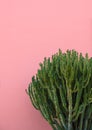 Cactus on pink wall tropical background. Aesthetic plant. Canary island