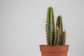 Cactus with a plain background Royalty Free Stock Photo