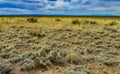 Cactus, Plains prickly pear Opuntia polyacantha, nature USA. Great Sand Dunes NP, Colorado, US Royalty Free Stock Photo