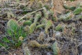 Cactus, Plains prickly pear Opuntia polyacantha, nature USA. Great Sand Dunes NP, Colorado, US Royalty Free Stock Photo