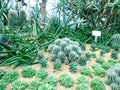 Cactus Plans