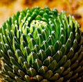 Cactus plant.agava Royalty Free Stock Photo