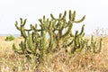 Cactus plant on the beach, Malaga, Spain Royalty Free Stock Photo