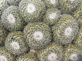 Cactus plant beautiful nature background. Nature and ecology concept image Royalty Free Stock Photo