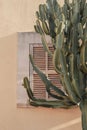 Cactus plant beautiful shadows on the wall. Creative, minimal, bright and airy styled concept Royalty Free Stock Photo