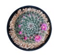 Cactus plant in black plastic pot top view isolated on white background, clipping path included Royalty Free Stock Photo