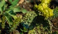 Yellow cactus flower close up photography. Macro photo yellow cactus blossoming. Succulents details.