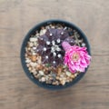 Cactus plant and blooming pink flower, Top view Royalty Free Stock Photo