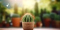 Cactus plant blurred beauty photo, copy space background