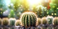 Cactus plant blurred beauty photo, copy space background