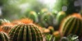 Cactus plant blurred beauty photo, copy space background