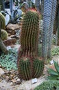 Cactus plant in botanical garden Royalty Free Stock Photo