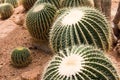 Cactus Plant. Cactaceae Royalty Free Stock Photo
