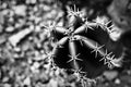 Cactus plant captured from above in black and white, USA Royalty Free Stock Photo