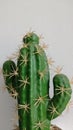 Cactus is a plant that is categorized as a flower that grows and can survive in hot temperatures.