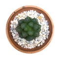 Cactus plant in clay pot top view isolated on white background, Royalty Free Stock Photo