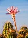 Cactus plant Royalty Free Stock Photo