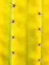 Cactus plant Royalty Free Stock Photo