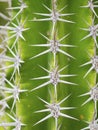 Cactus plant Royalty Free Stock Photo