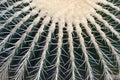 Cactus plant close up, spiky green cactus covered in thorns