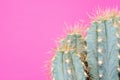 Cactus plant close up. Trendy pastel coloured minimal background with cactus.