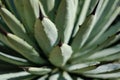 Cactus plant closeup, agave cactus macro