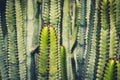 Cactus plant closeup -  Euphorbia Ingens, cactus macro Royalty Free Stock Photo