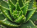 Cactus plant closeup - succulent plant macro