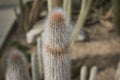 Cactus plant closeup Royalty Free Stock Photo