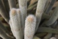 Cactus plant closeup Royalty Free Stock Photo