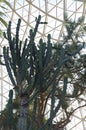 Cactus Plant at Conservatory Royalty Free Stock Photo