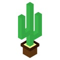 Cactus plant 3d vector and illustration design. isolated cactus in pots on a white background. isometry