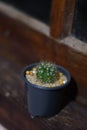 Little Cactus tree on a vase