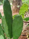 Cactus plant desert