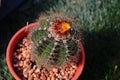 Cactus plant