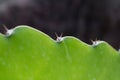 Cactus plant detail - green catus macro