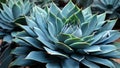 cactus plant details texture, motion