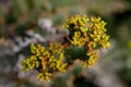 Cactus plant, Euphorbia ingens, Euphorbia candelabrum plant Royalty Free Stock Photo