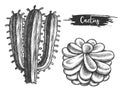 Cactus plant with flower. Sketch of cacti blossom