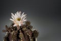 Cactus plant flower with their defensive thorns and water storage capabilities