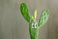 Cactus plant with funny eyes in gray concrete wall