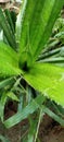 Cactus Plant Green Bangladesh Royalty Free Stock Photo