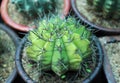 Cactus Plant, Green Cactus Wallpaper - Image Royalty Free Stock Photo