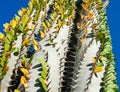 Cactus plant with green leaves alluaudia procera - closeup image, bottom up view Royalty Free Stock Photo