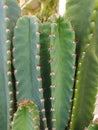 Cactus plant green nature beatiful Royalty Free Stock Photo